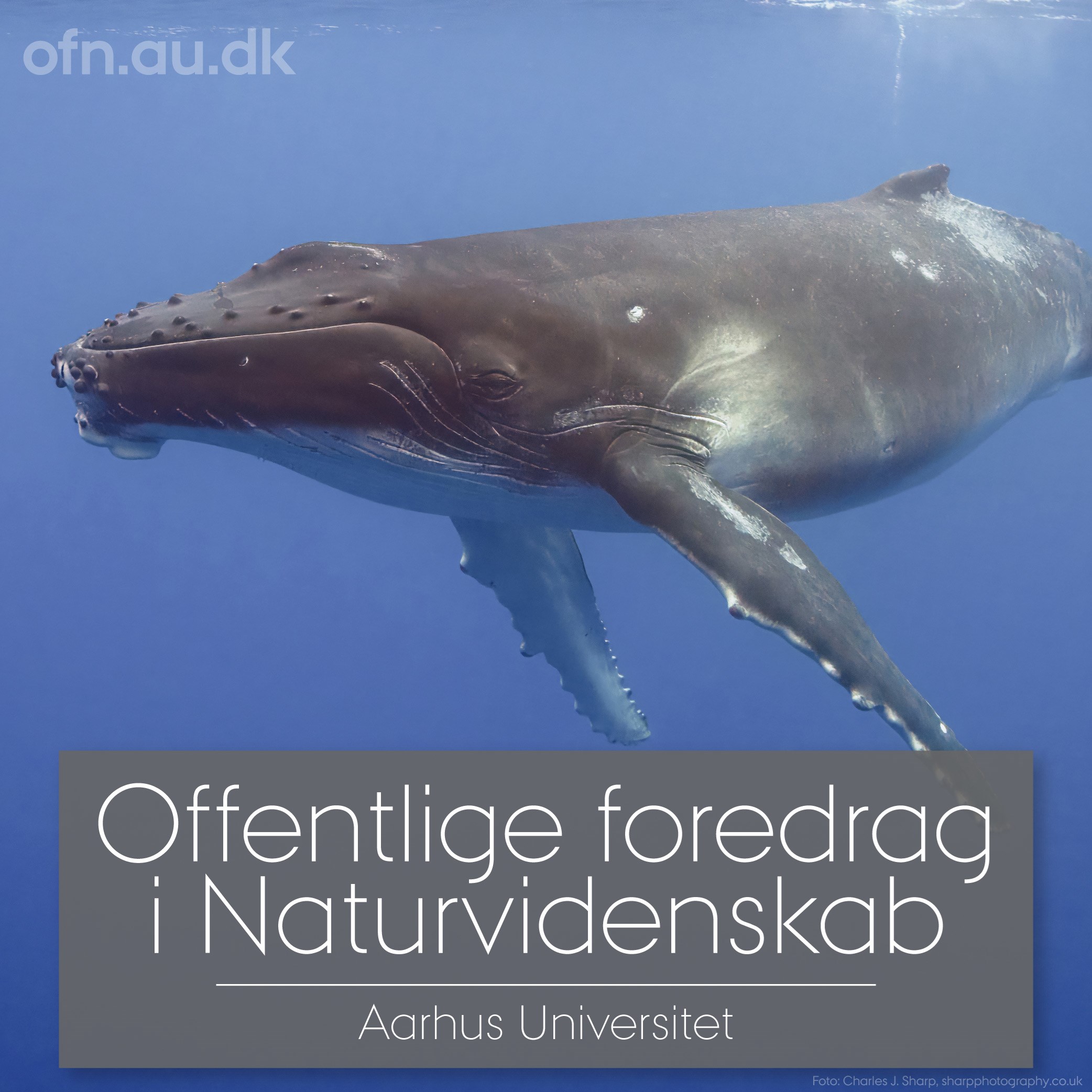 Med havets kæmper på jagt (via livestream fra Aarhus Universitet)