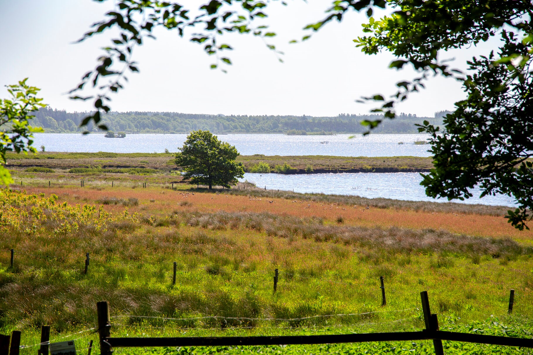 Rundt om Bølling Sø - Fra Klosterlund Museum til Bølling Sø Bryghus