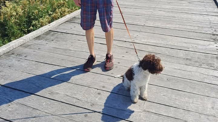 Hunden og menneskets forhold i forhistorien