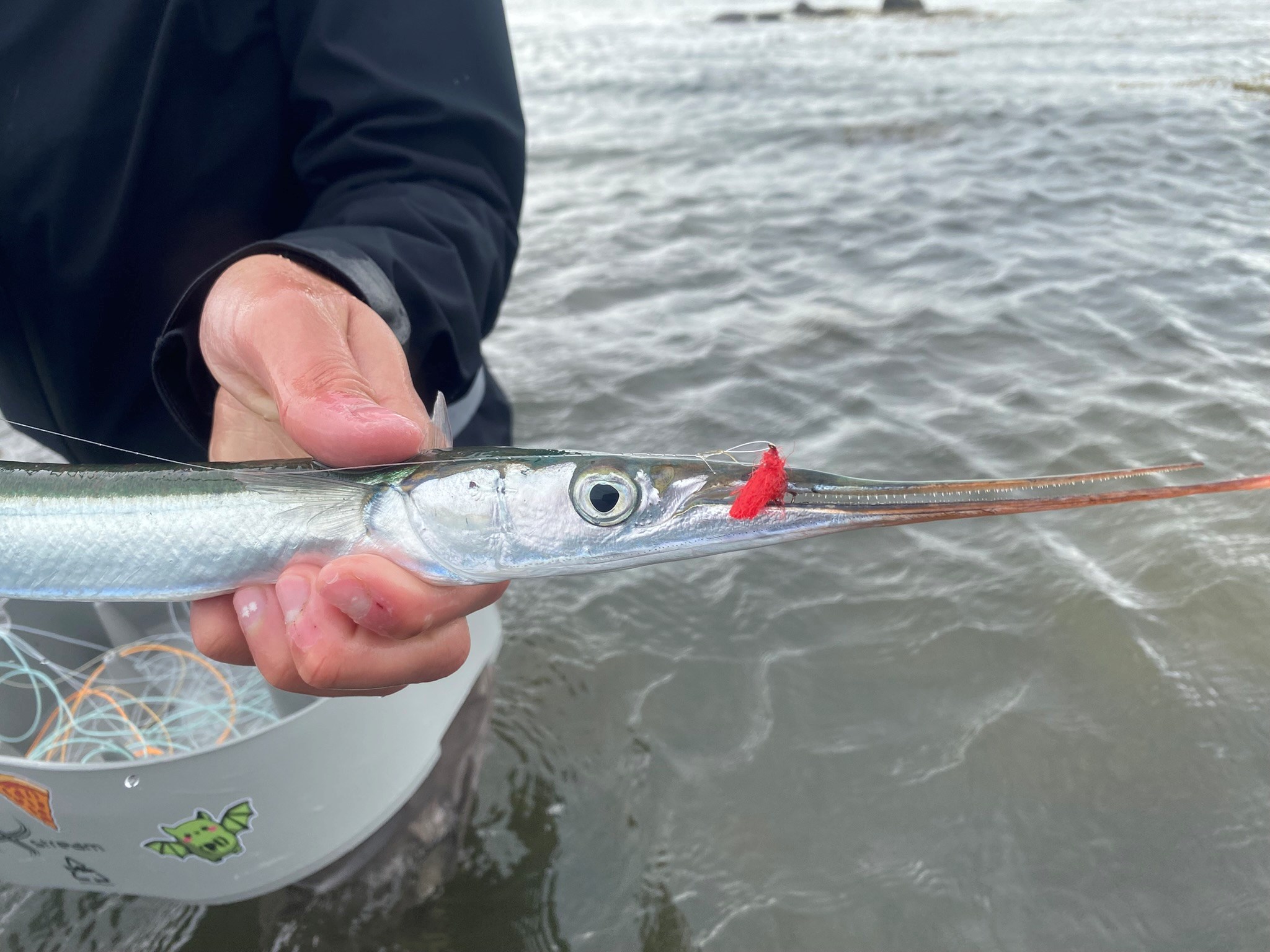 Tørfluefiskeri efter hornfisk - det er sjovt! Skal du med?