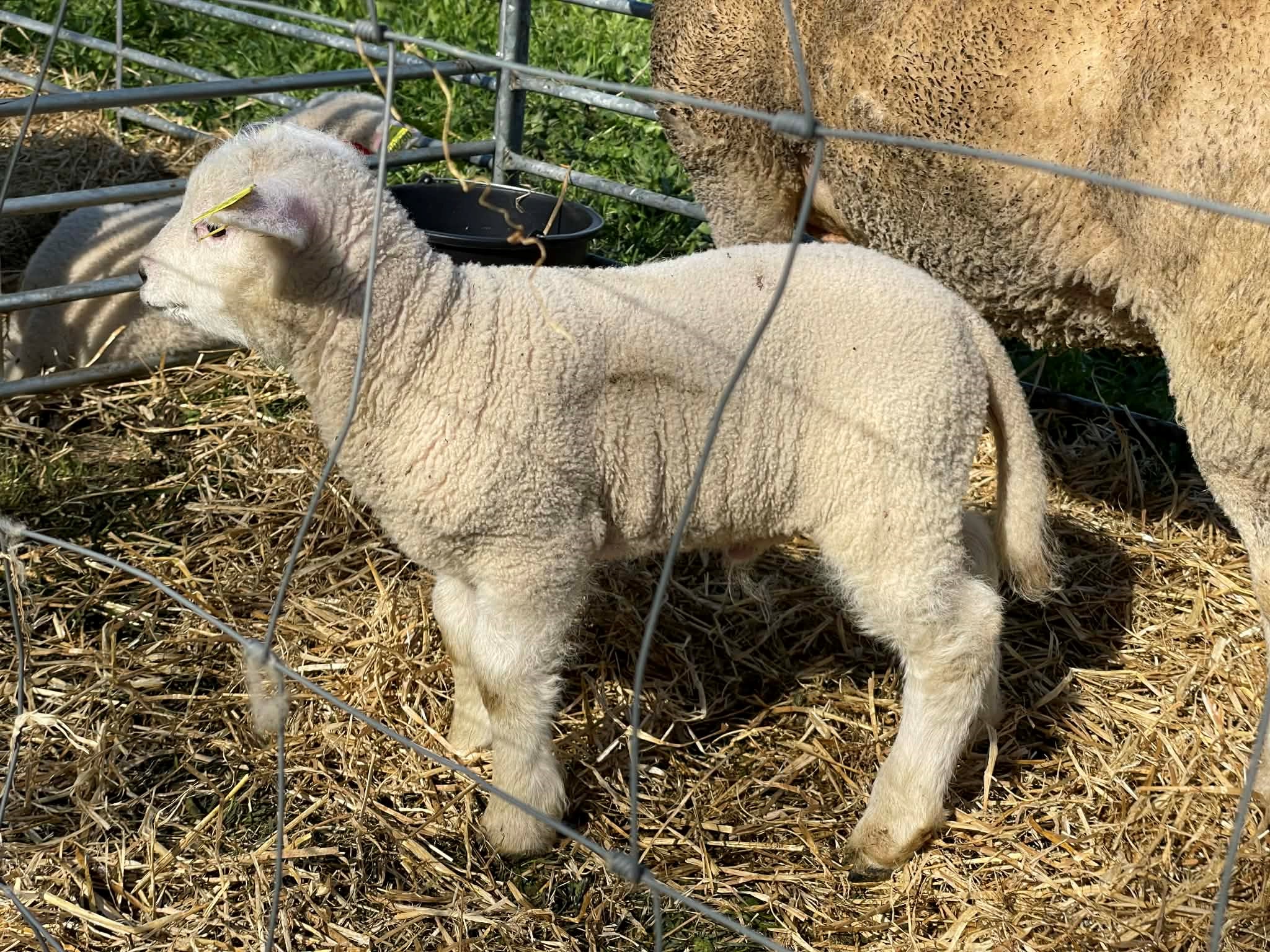Fåredag på Skarregaard Natur- og Kulturcenter