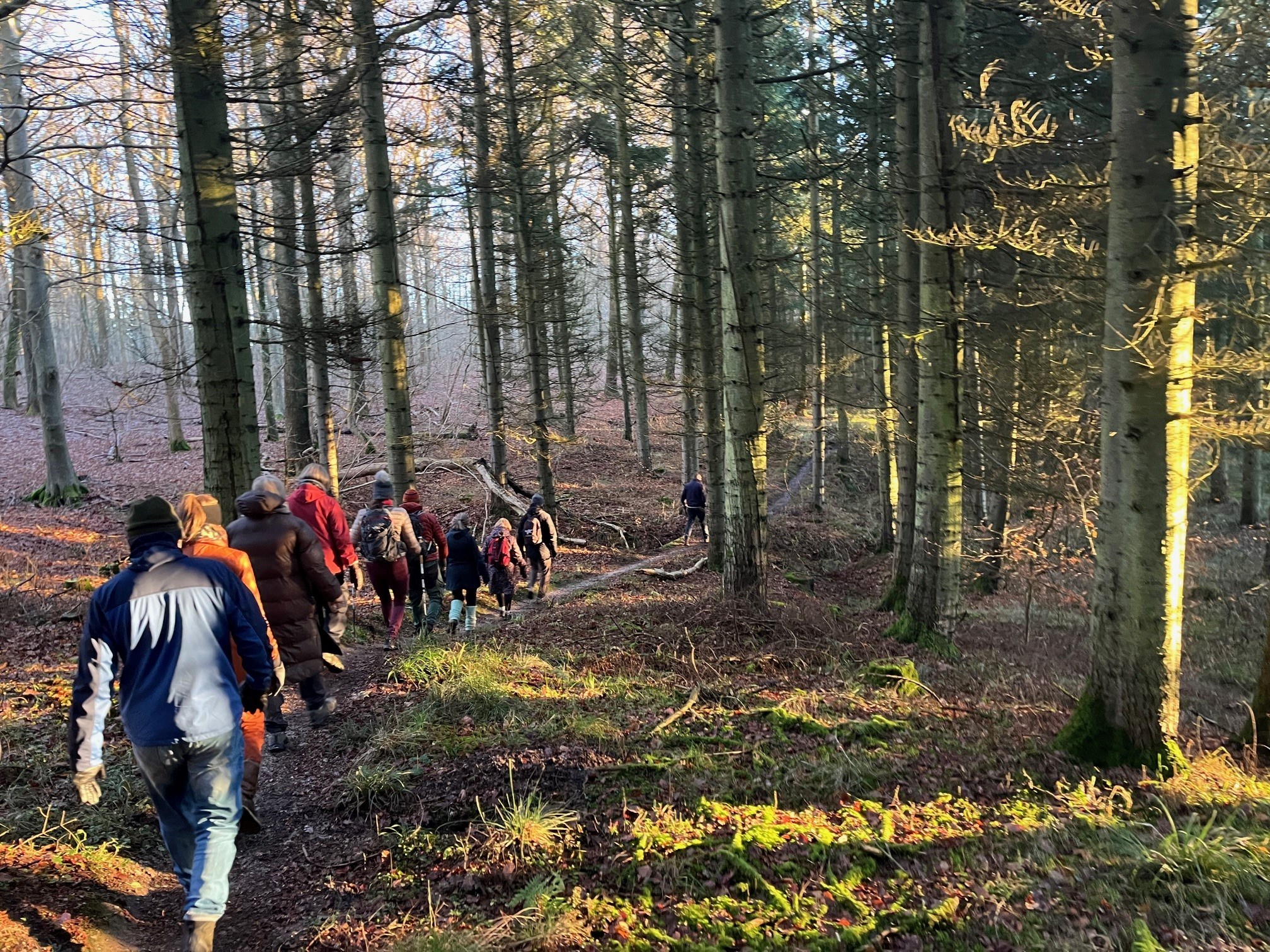 Bjergtagende stillevandring i Bjerre Skov - 5,5 km