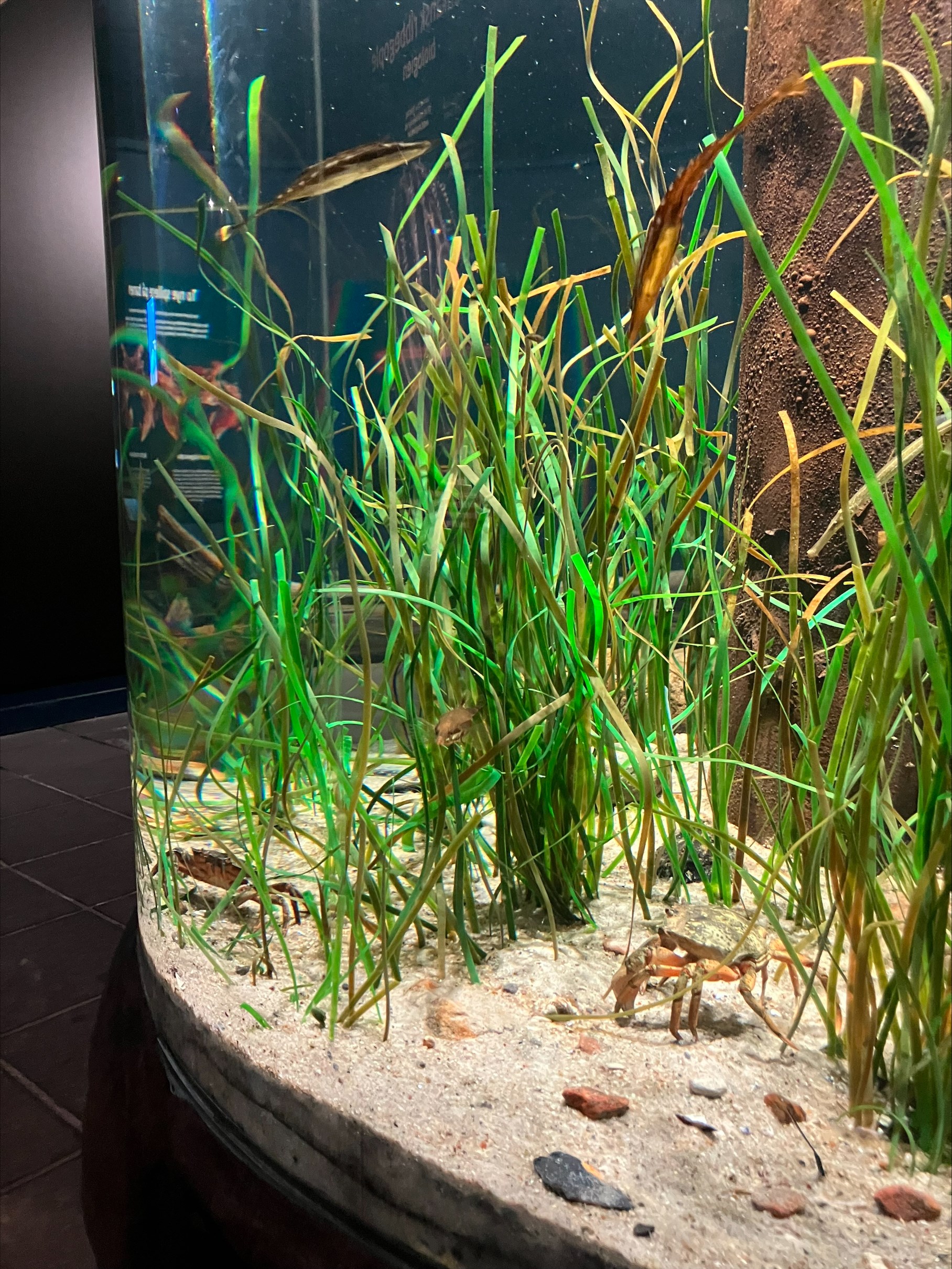 I Fjord&Bælts akvarier finder du dyr og planter fra de danske farvande