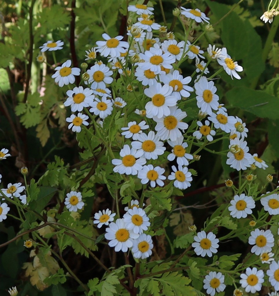 Kloge mænd og koner