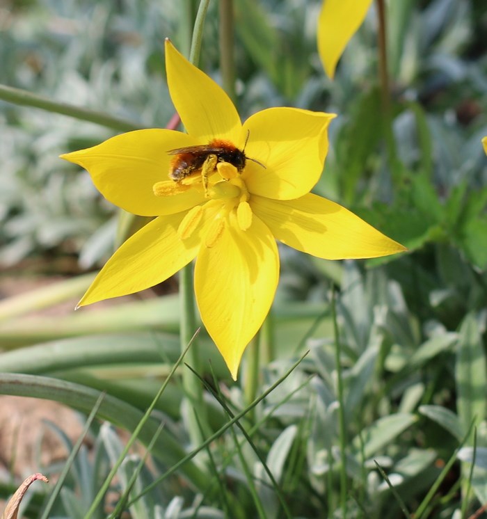 Kunst i Middelalderhaven