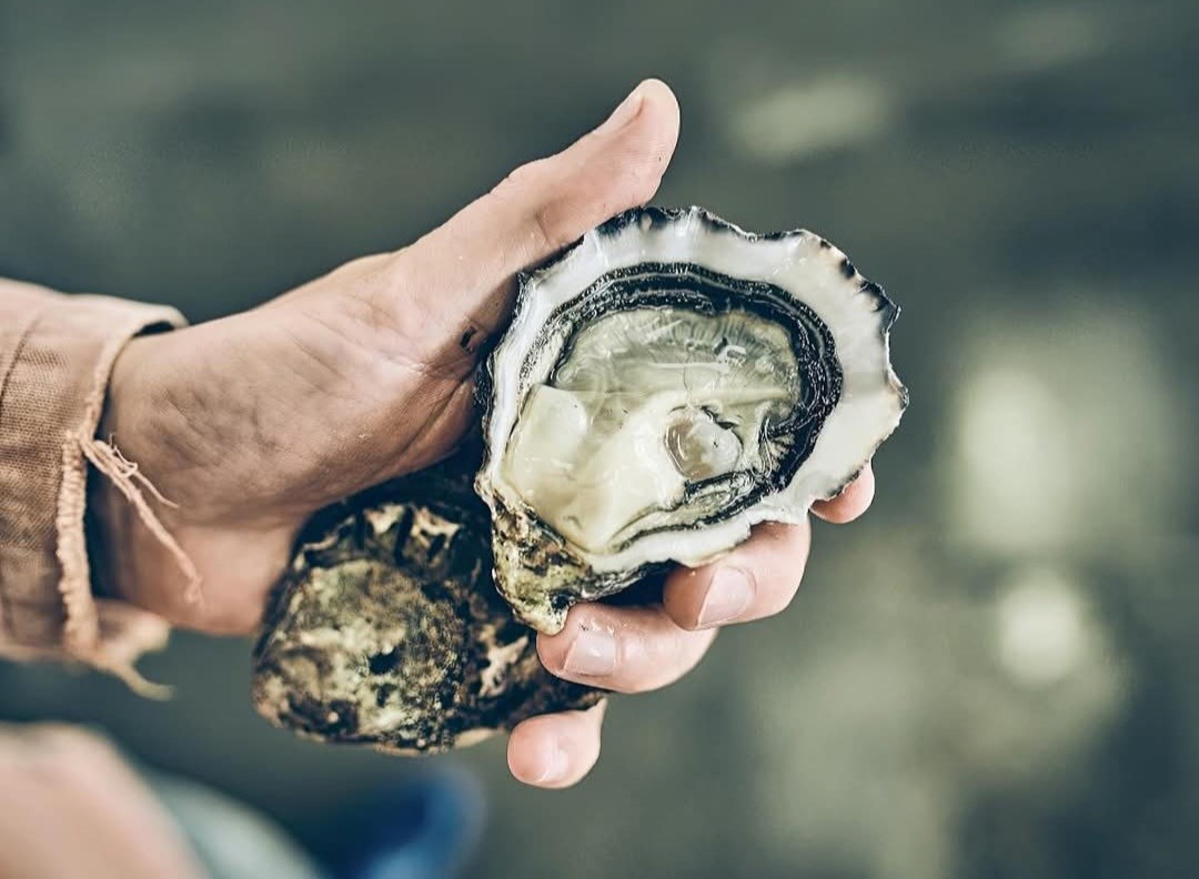 MOTA & Gæst - Skånsomt fiskeri på tallerkenen