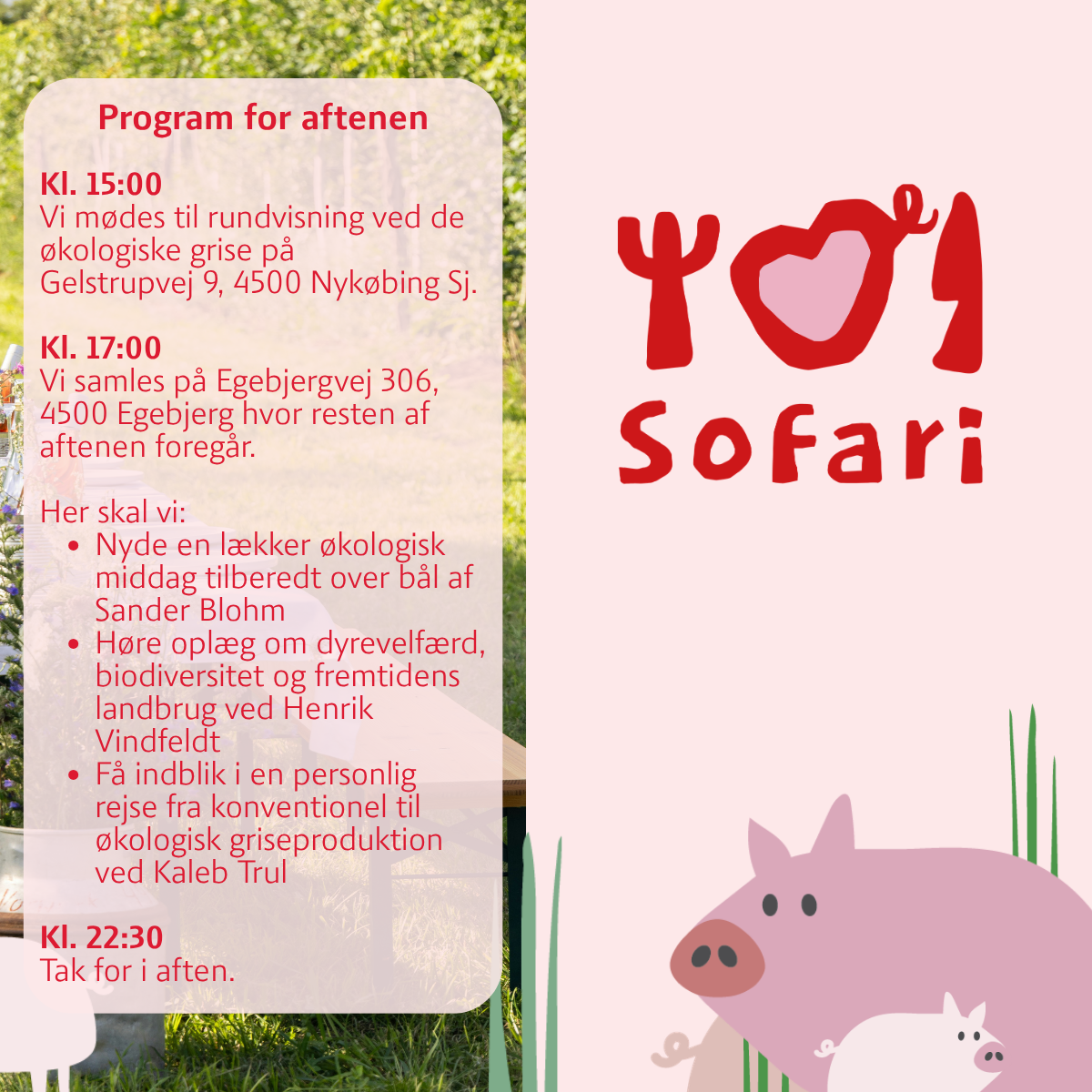 Middag i marken - oplev økologiske grise - rundvisning og langbordsmiddag