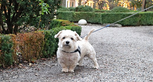 Velkommen til Hundedag i december i Birkegårdens Haver