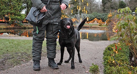 Hundedag i julen i Birkegårdens Haver