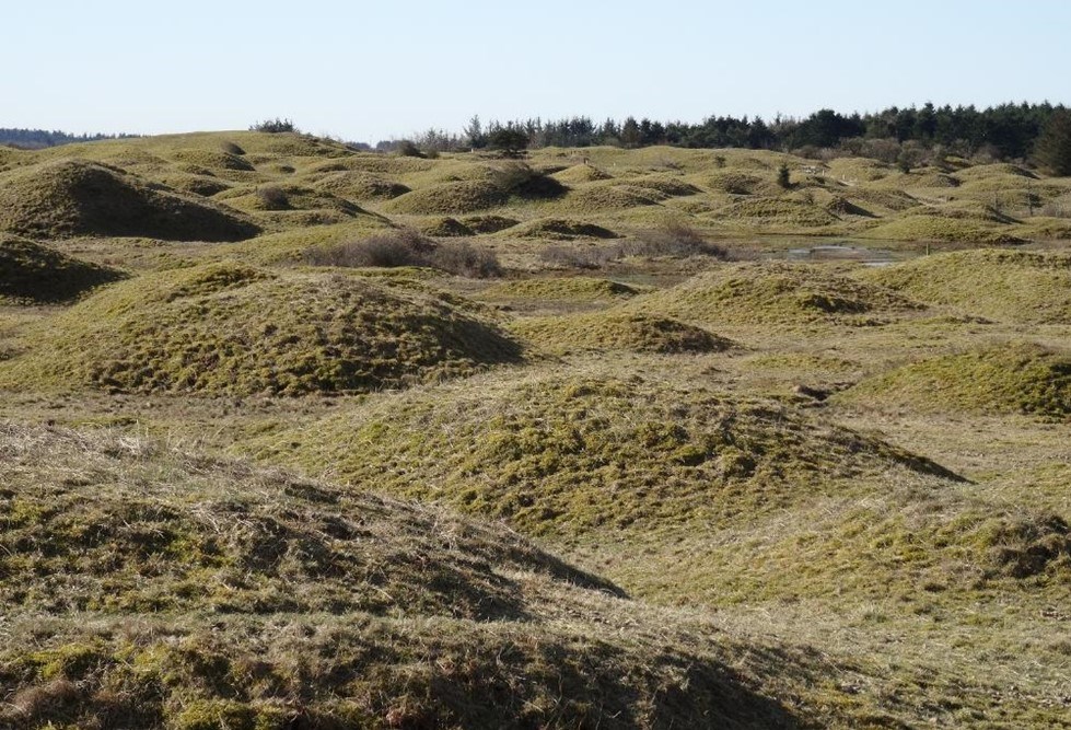 Vandretur i Skallerup Indlandsklitter
