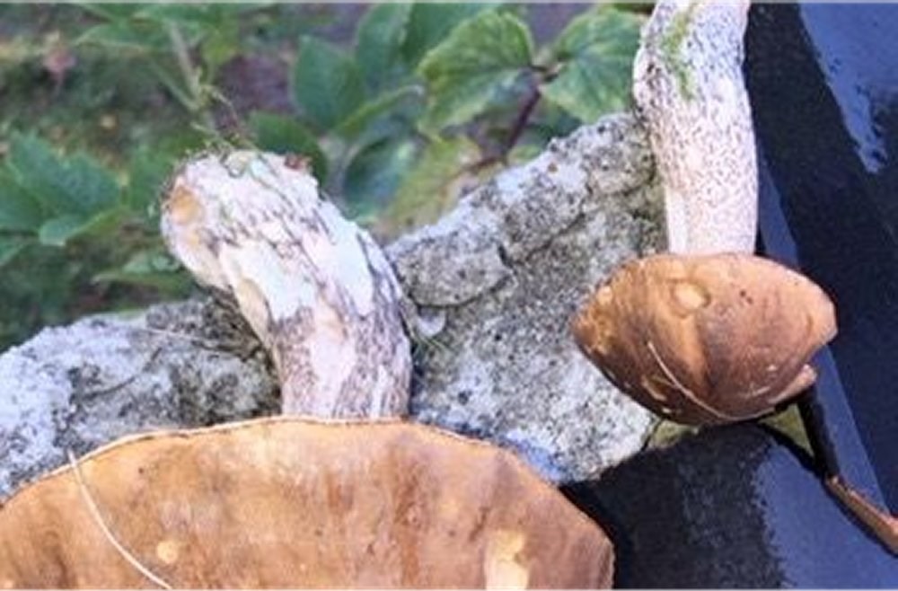 Hjernesagen Sønderjyllands svampetur