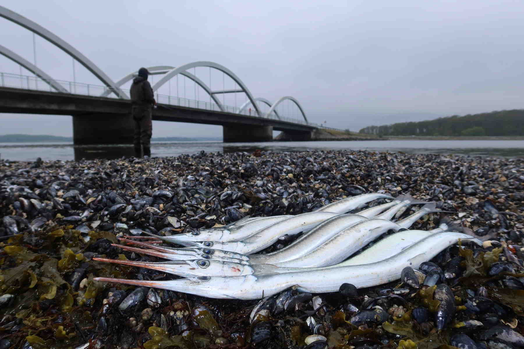 Gratis fiskeri efter hornfisk Holbæk