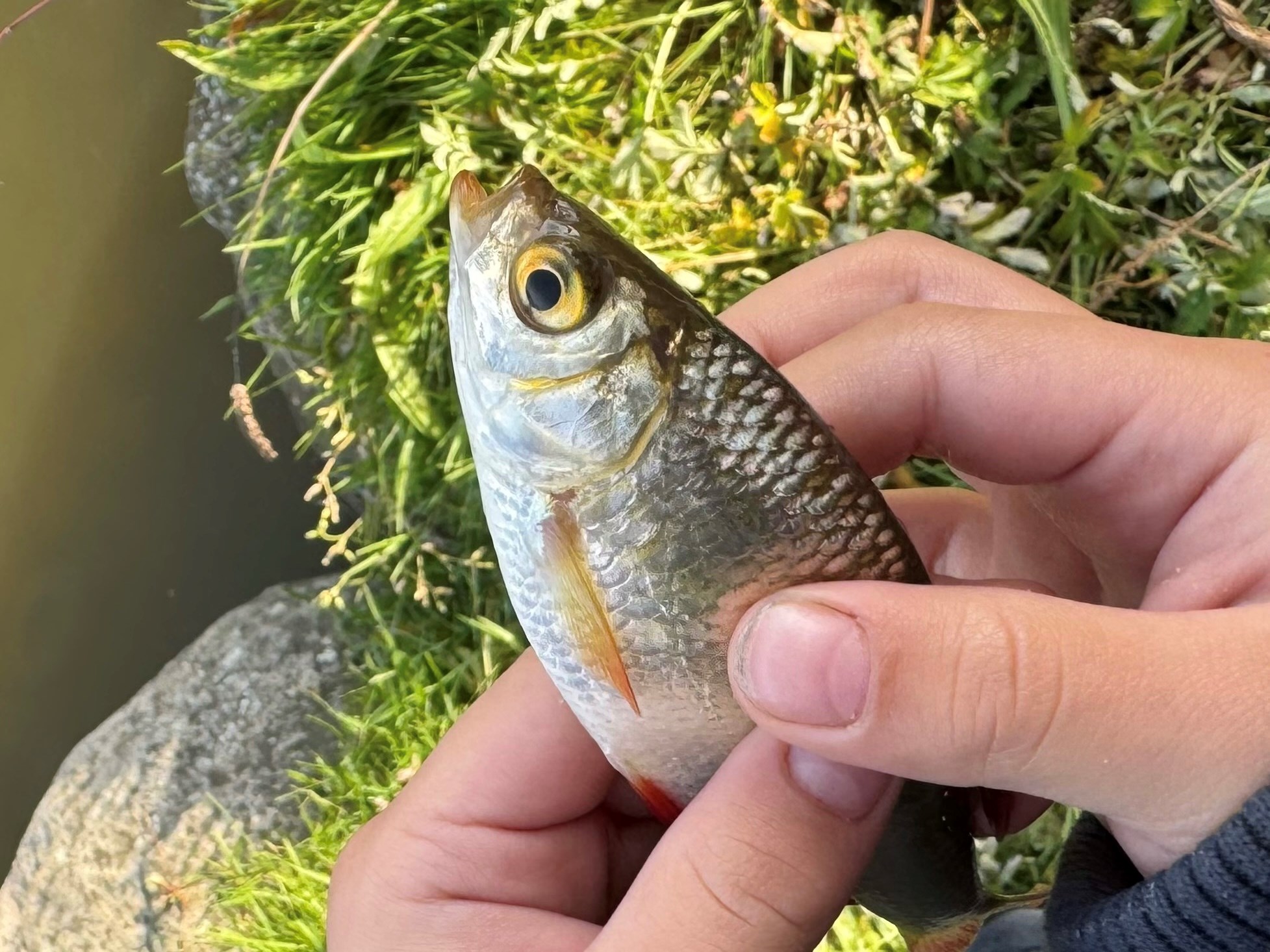 Vil du med på fisketur i Voldgraven?