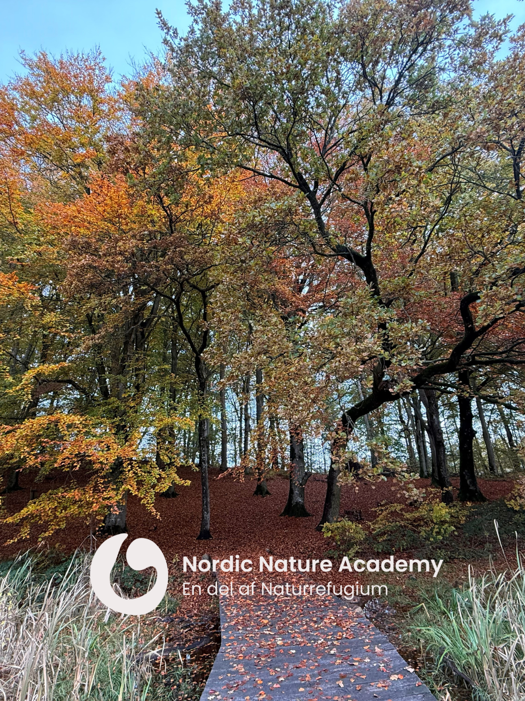 Nordisk Skovbad - en restituerende sansevandring