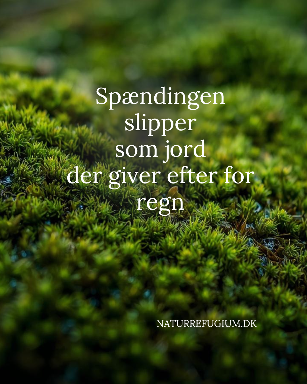 Guidet sanselig stillevandring - et Nordisk Skovbad