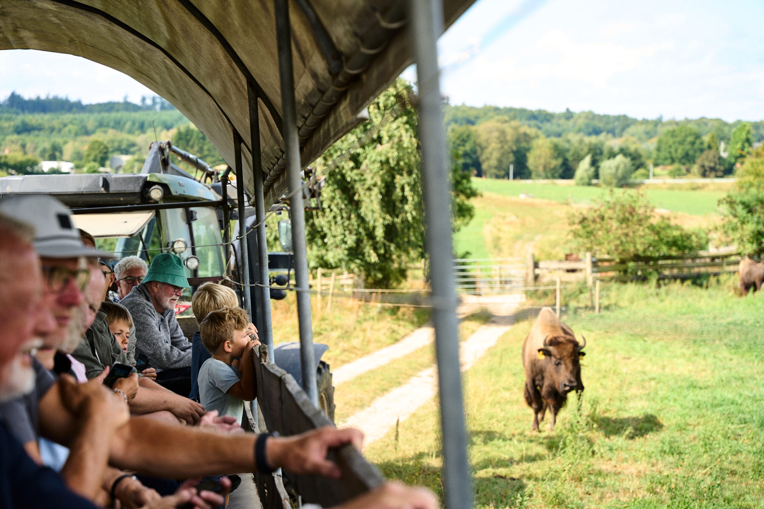 Guidet Tur - Ditlevsdal Bisonfarm