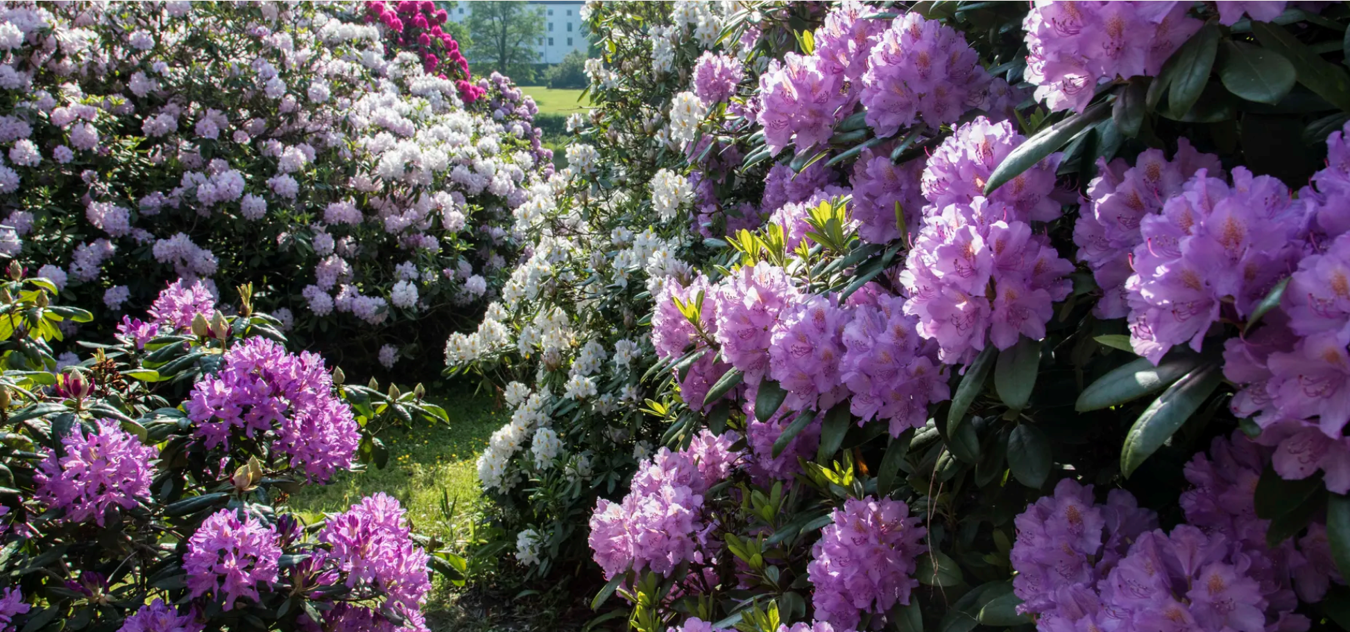 Rhododendrontur med frokostanretning på Dragsholm Slot