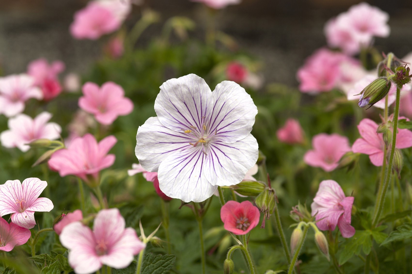 En aften med storkenæb - entrebillet er nødvendig