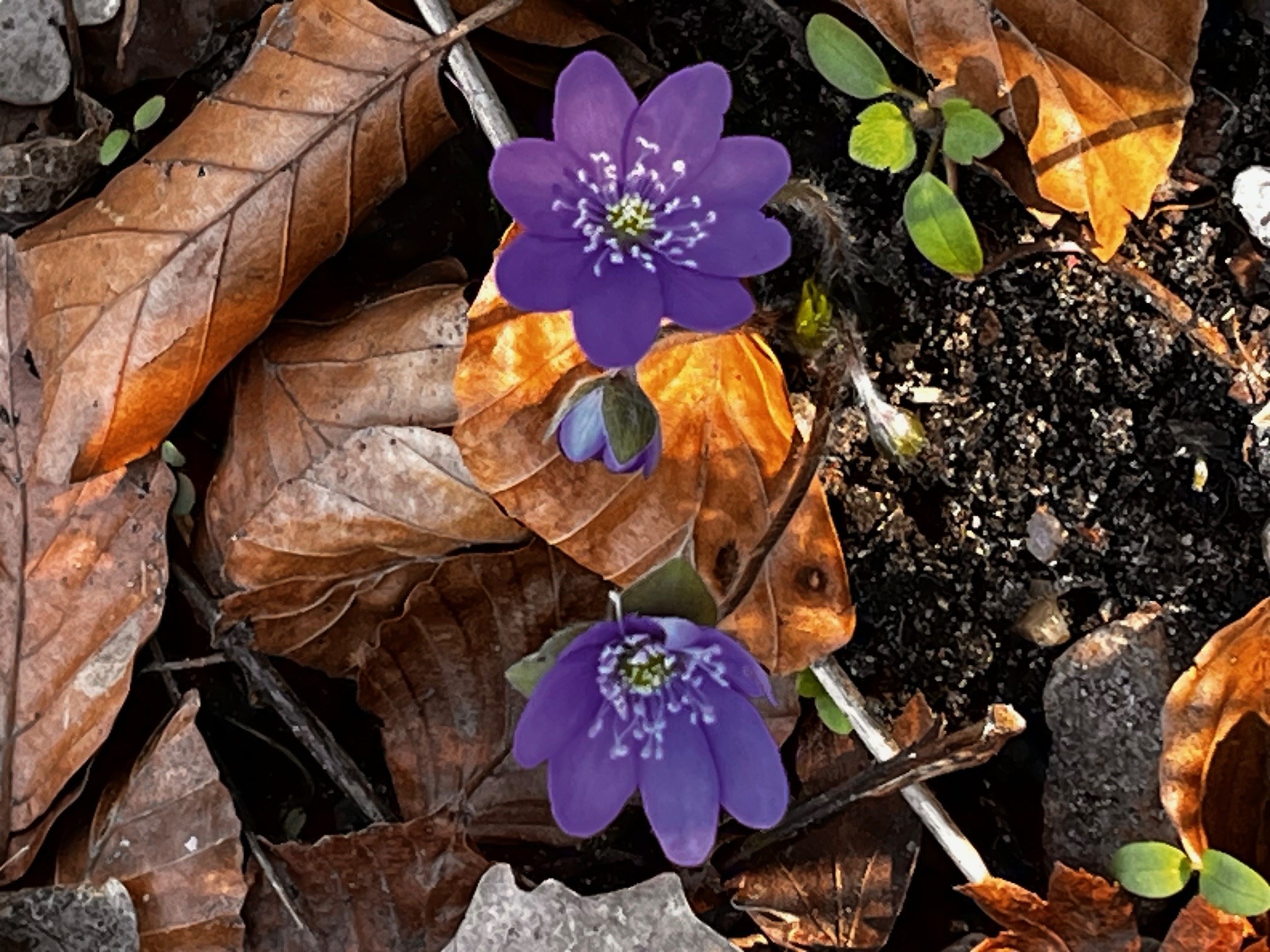 Turen går til Klinteskovens blå anemoner & Kunst og Håndværk i Buerup