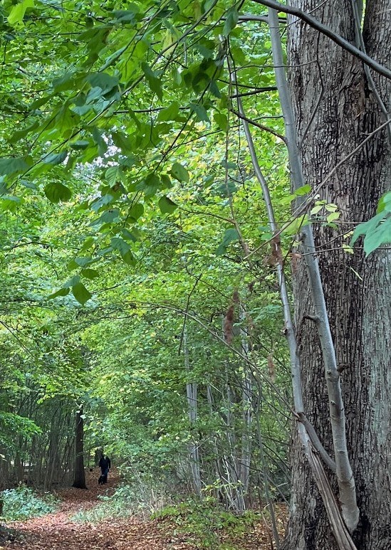 Turen går til Kystskoven og gravene
