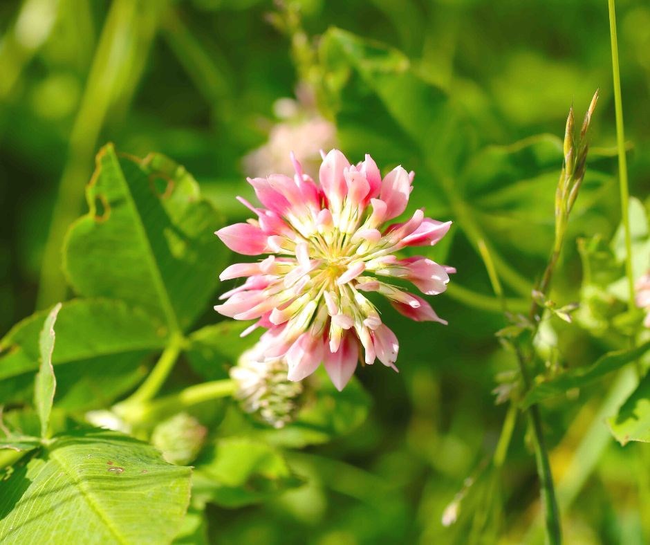 Sanketur Gribskov - Solbjerg Engsø