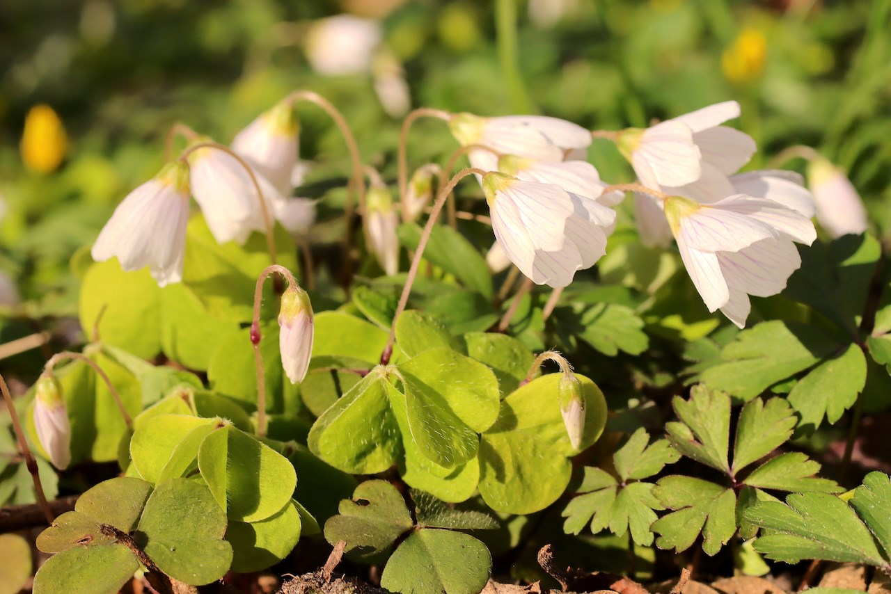 Sanketur Utterslev Mose