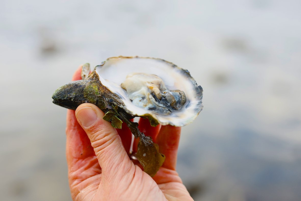 Østerssafari Sjælland