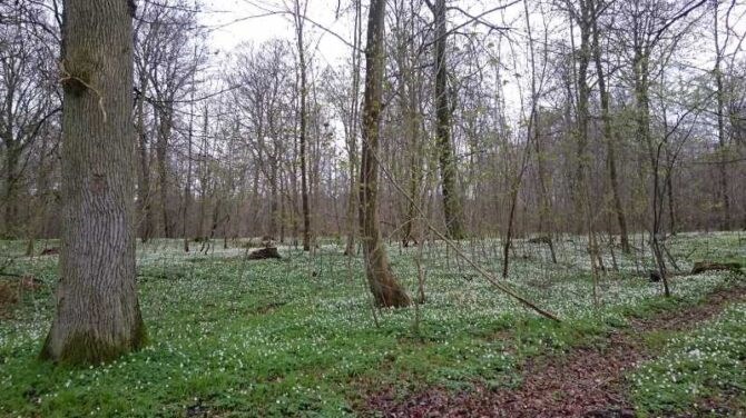 Anemonetur ved Mellerup med Dansk Vandrelaug