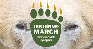 Isbjørnemarch i Skandinavisk Dyrepark