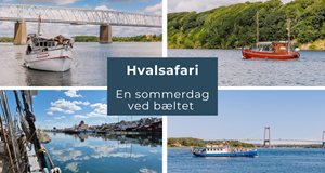 HVALSAFARI