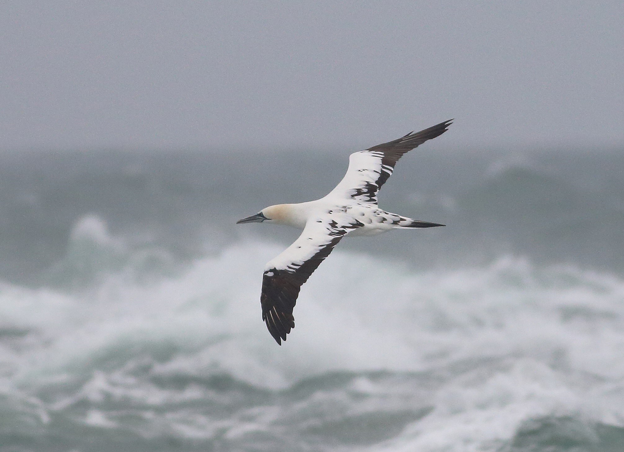Ørneklubtur i Skagen