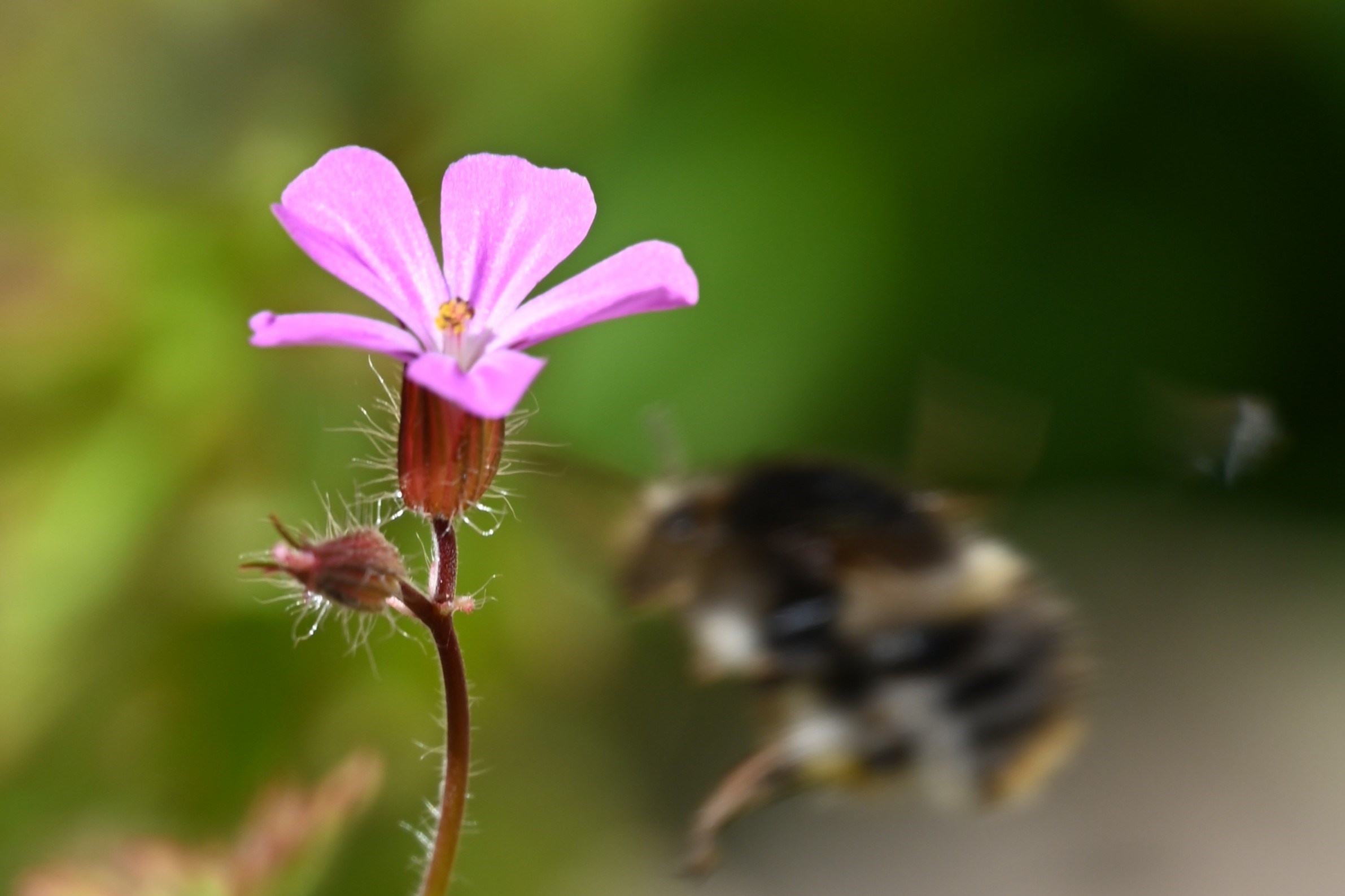 Film og debat på klimahandledag i Møn UNESCO Biosfære