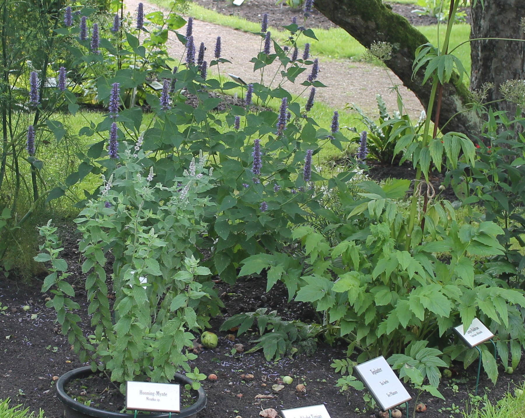 Urteteer af havens planter