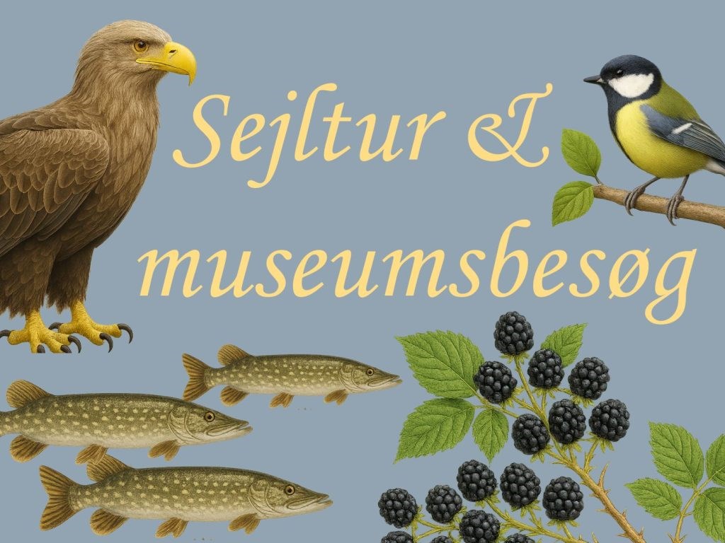 Sejltur og Museumsbesøg i De Gamle Huse: Fra Havørne til Historie