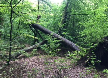Indbydelse til foredrag om de sønderjyske skoves historie