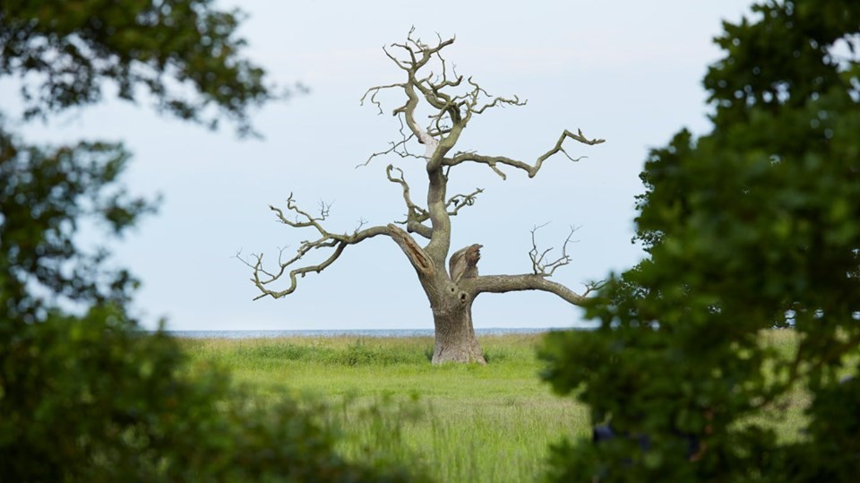 Vandring: De oversvømmede bopladser ved Horsens Fjord