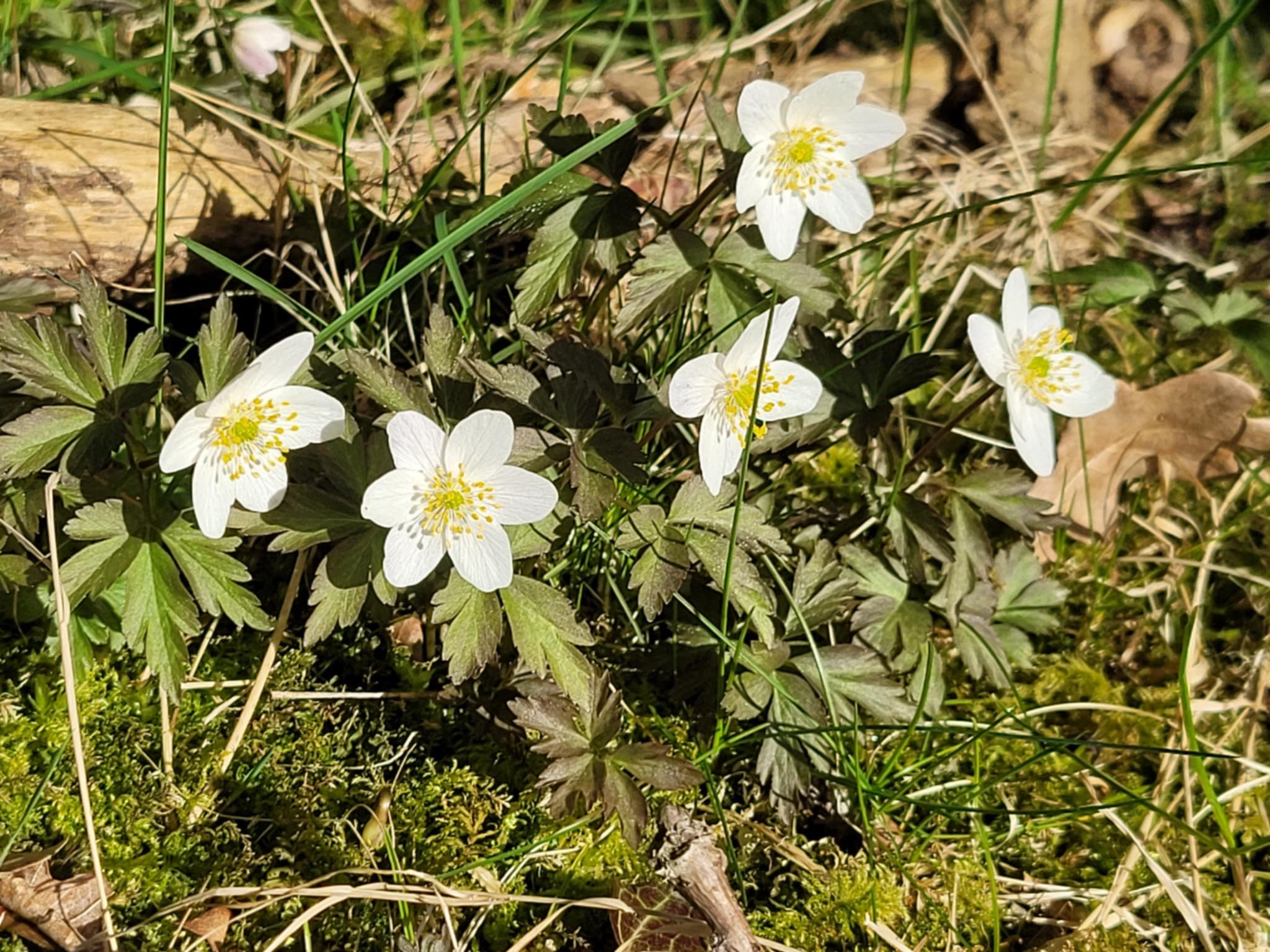 Overshoot Day - Vi kobler ud og skubber til datoen! Kom med på opdagelse i naturen med familien