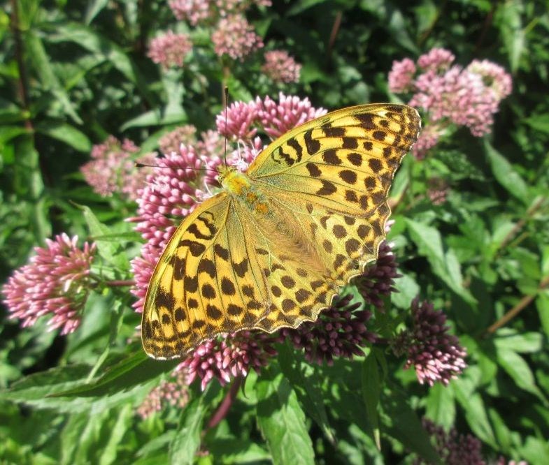 Sommerfugletur ved Broksø