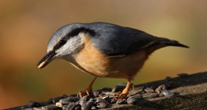 Ravnstrup Sø - fuglefoder og ringmærkning