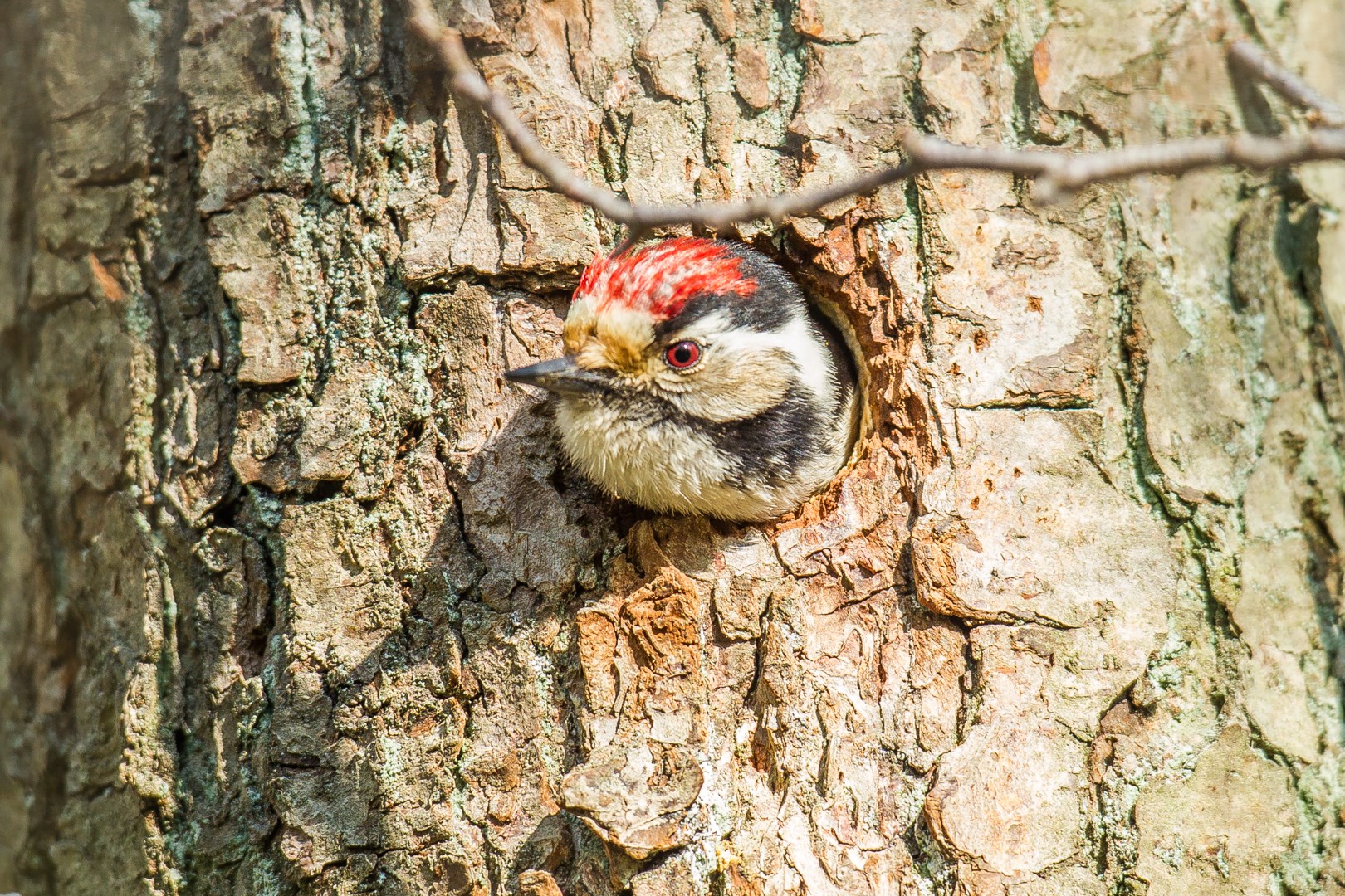 Fugletur til Vaserne