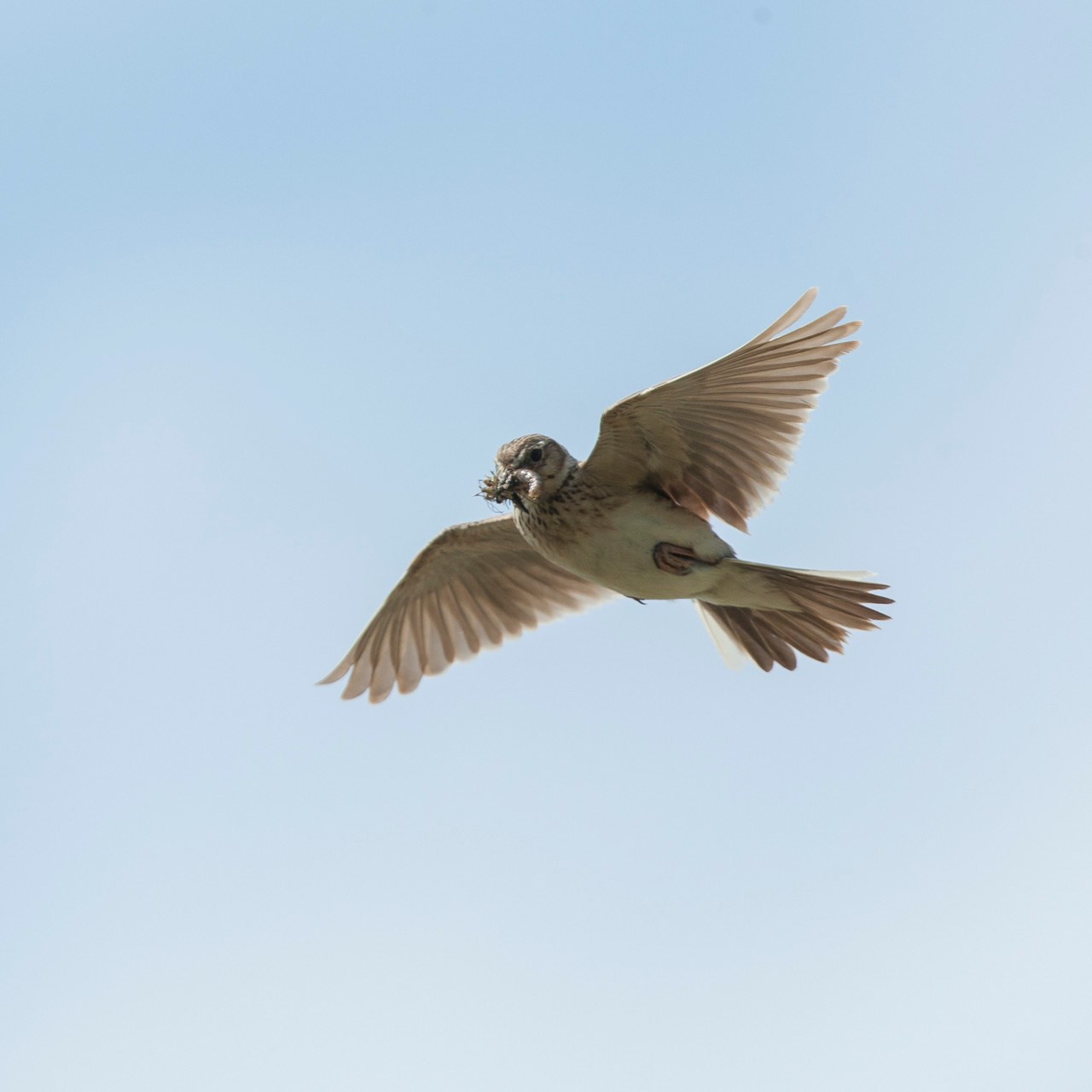 Fugletur til Nyord Enge - Åbent Hus i tårnet