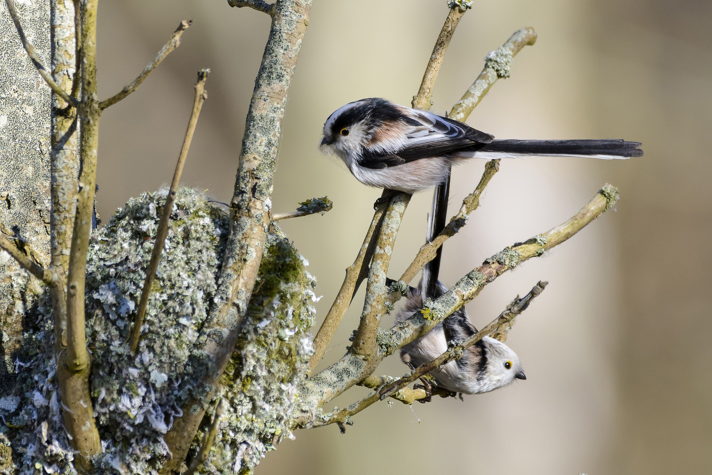 Ynglefugle i Vaserne