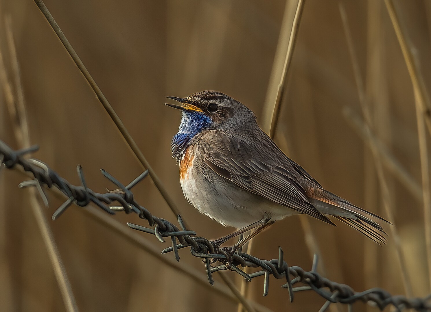 Fugletur til Bremsbøl Sø