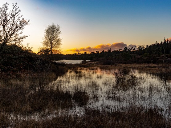 I natravnens rige - nat-tur i Frederikshåb Plantage