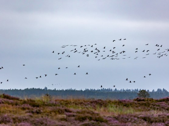 Vi plukker bær og putter traner