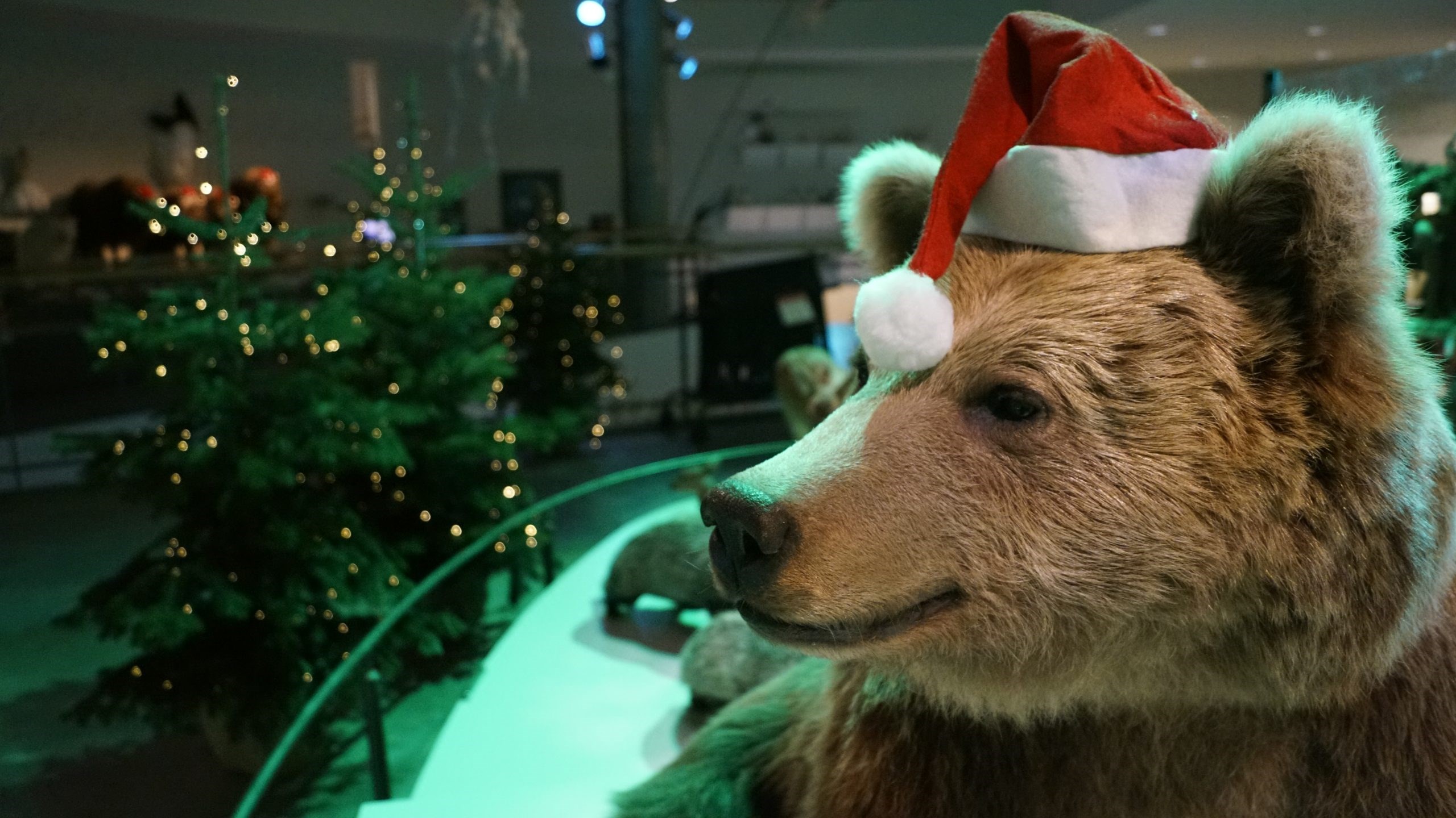 Workshop: Lav dine egne fuglekugler til dyrene til vinterkulden