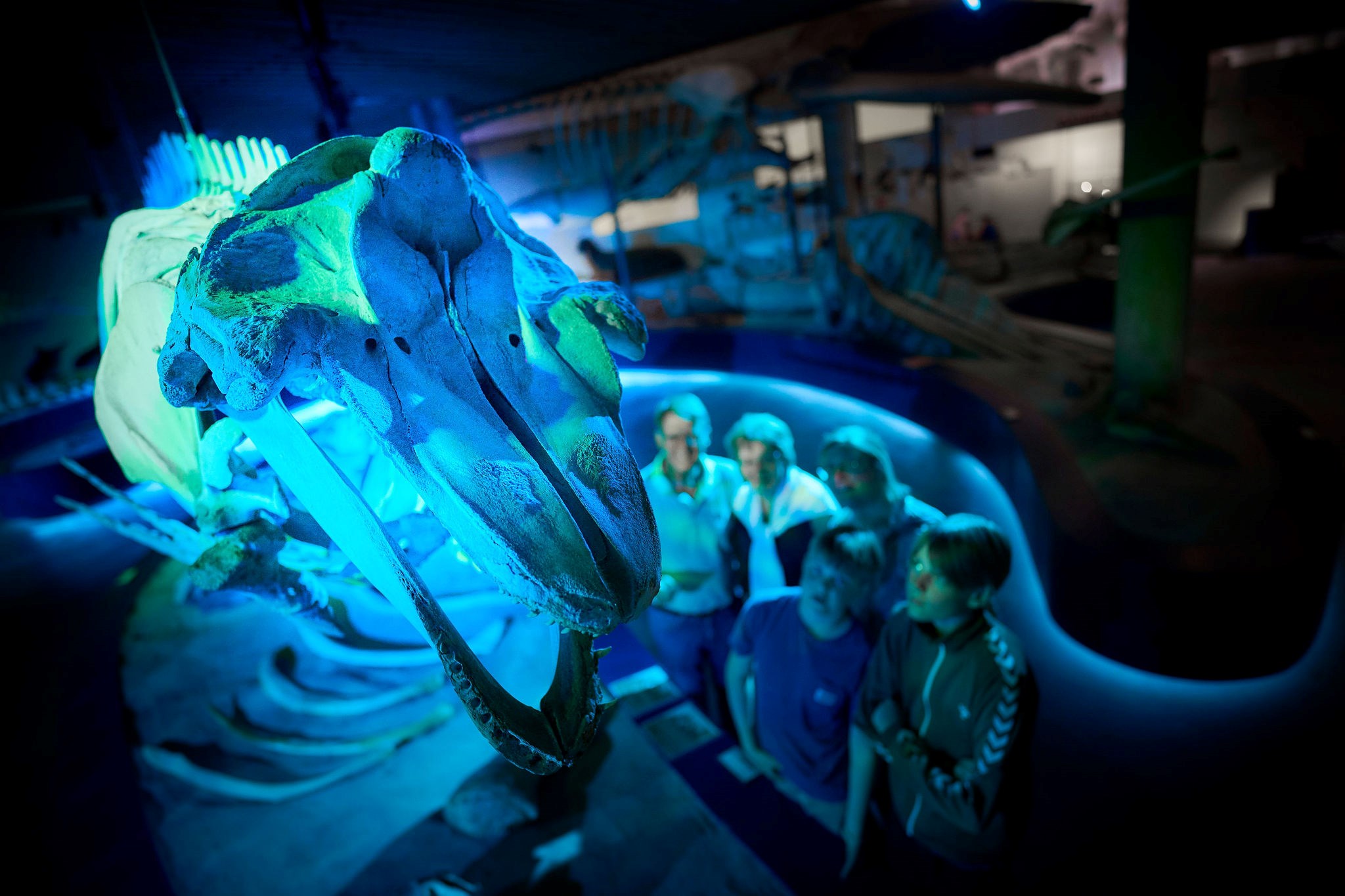 Rundvisning: Hvalernes verden