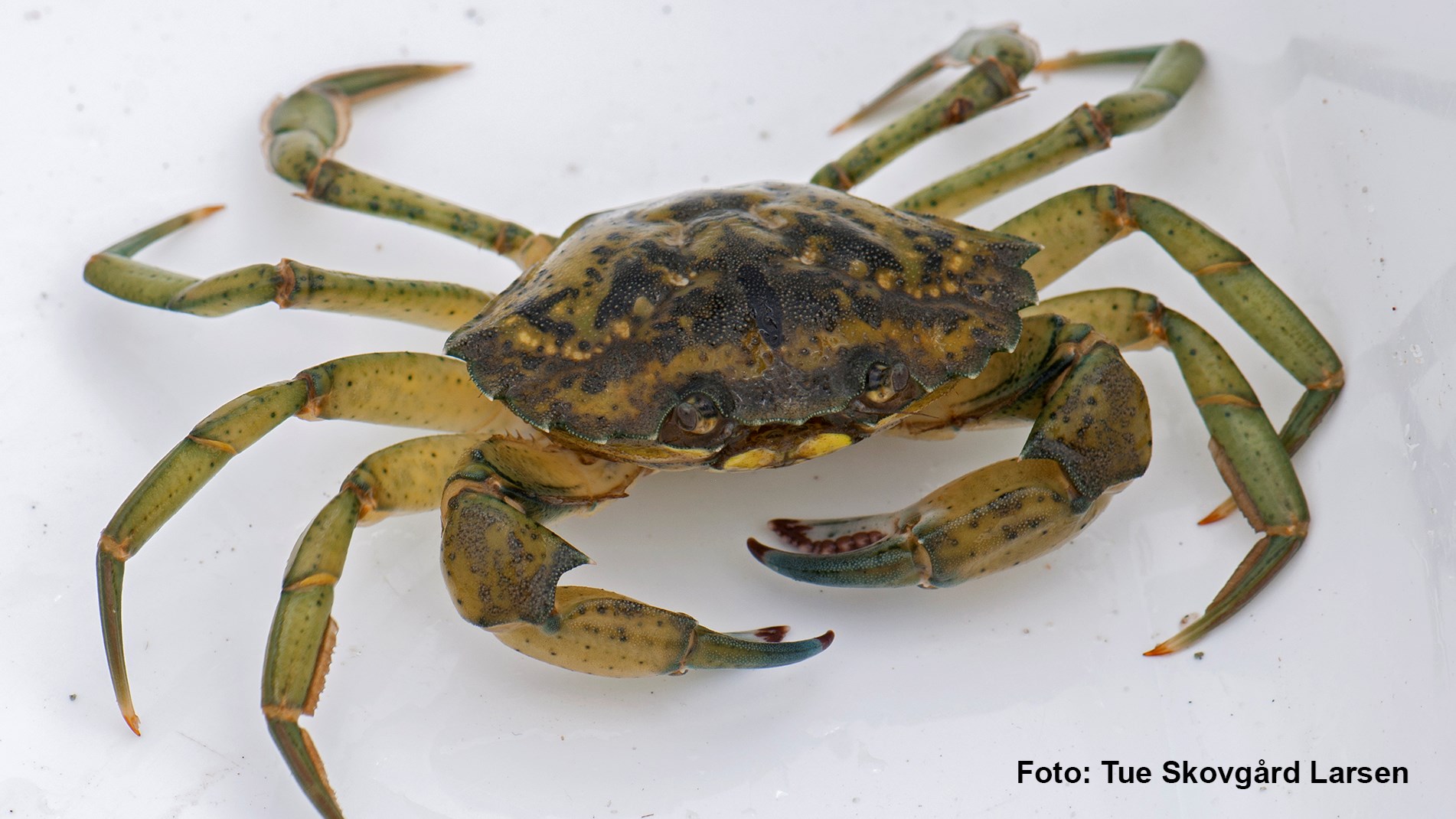 Bidt af krabber