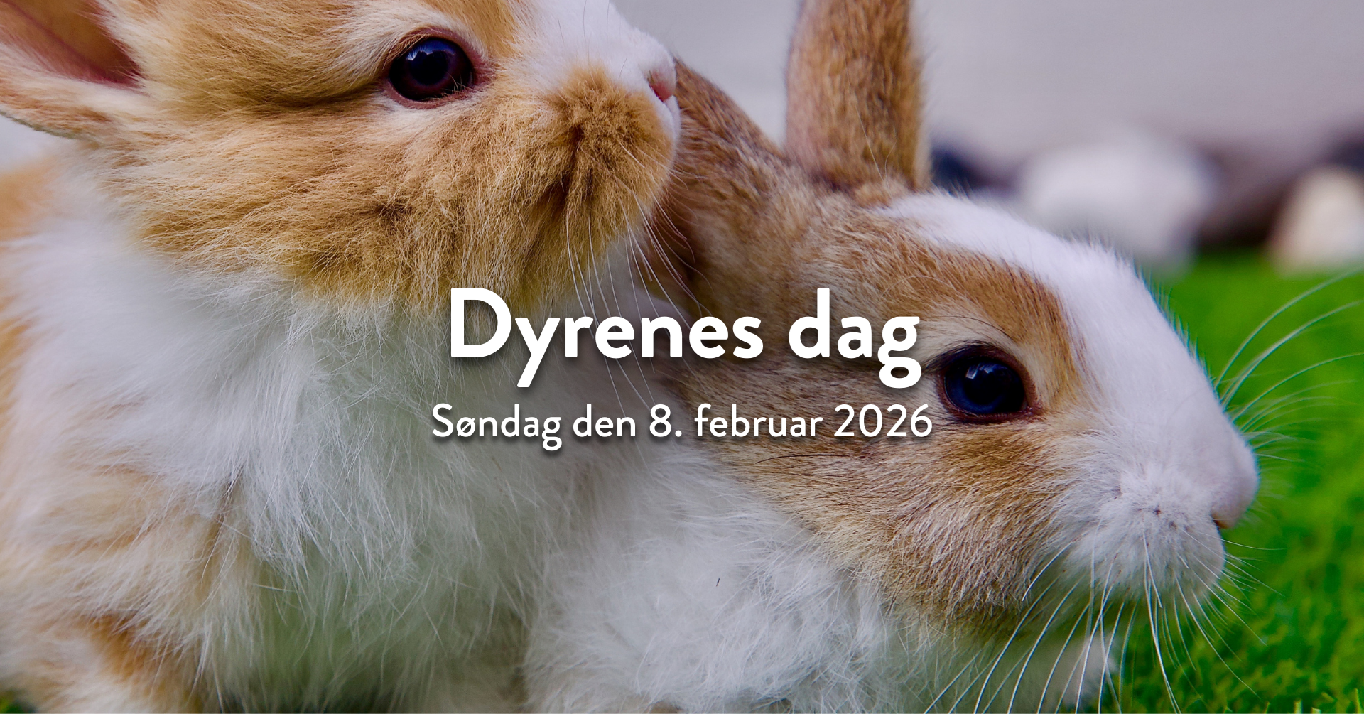 Dyrenes dag i Plantorama Kolding
