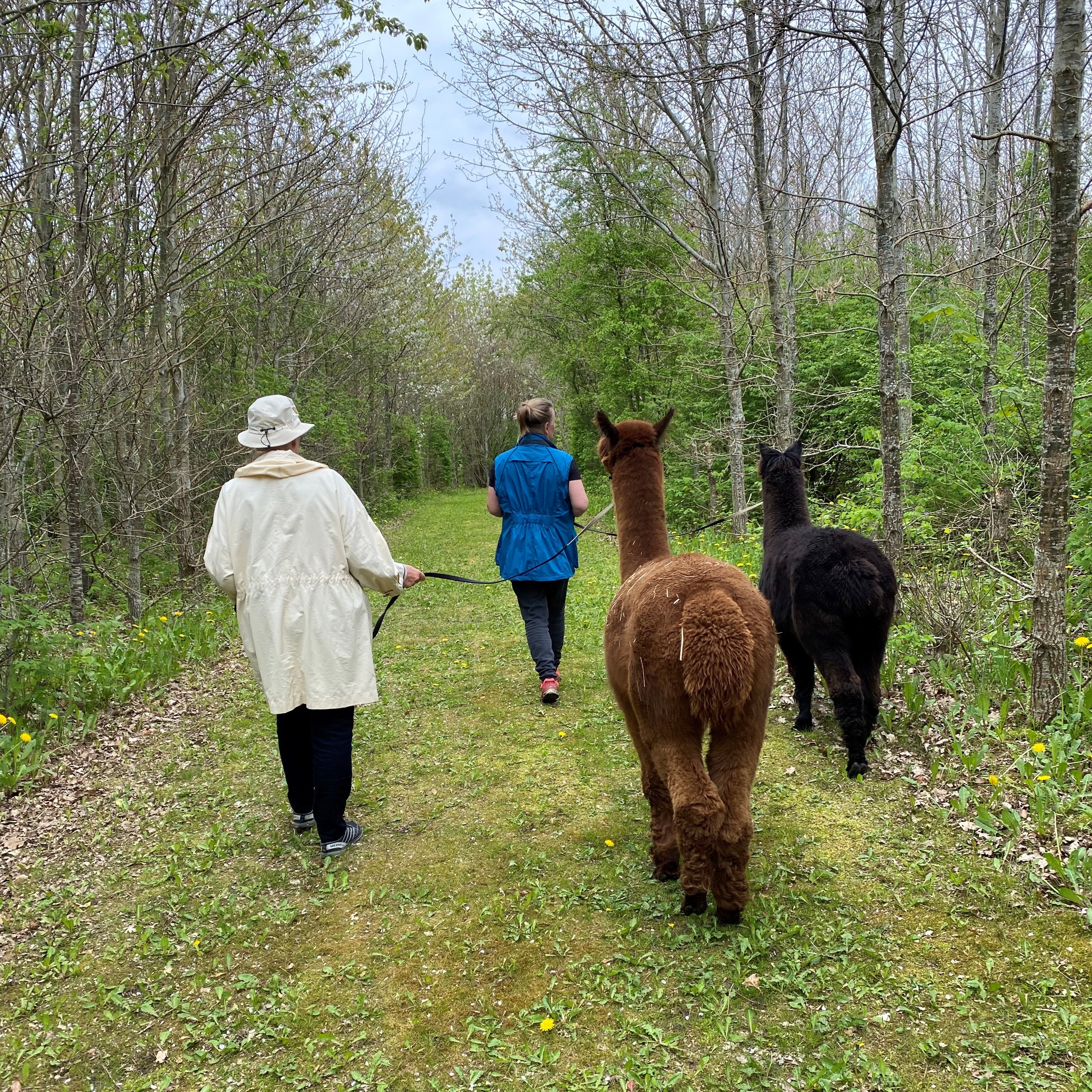 Gåtur med alpaca